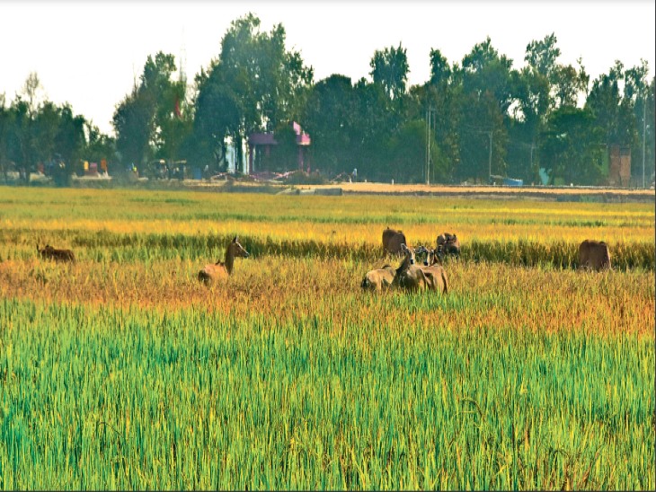 Investment Plot on Airport Road